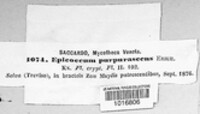 Epicoccum nigrum image